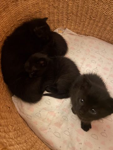 6 Kätzchen / Kitten abzugeben (Siam)