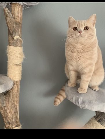 BKH Britisch Kurzhaar Kitten Katzen