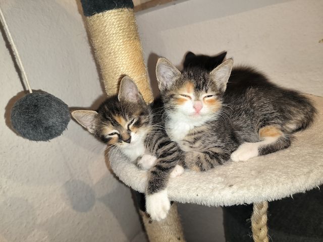 Maine Coon Mix kitten suchen ein neues Zuhause