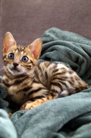 13 Wochen alte Bengal Kitten