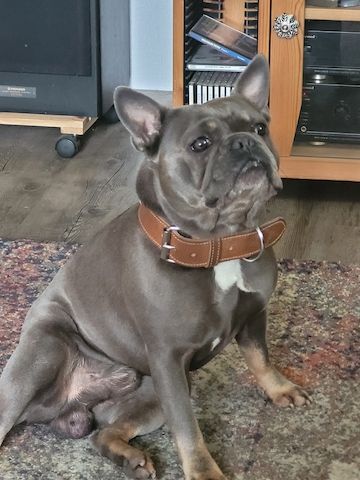 Französische Bulldogge