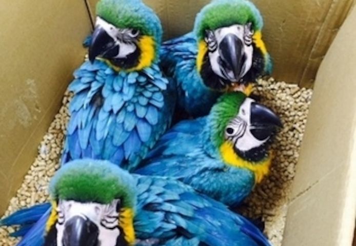 Blaue und goldene Ara Papageien.