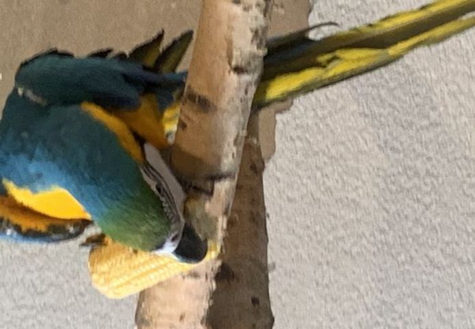 7 Monate alter Ara-Papagei