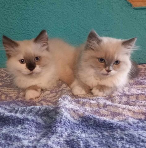 ragdoll Perser Kitten suchen ein schönes Zuhause