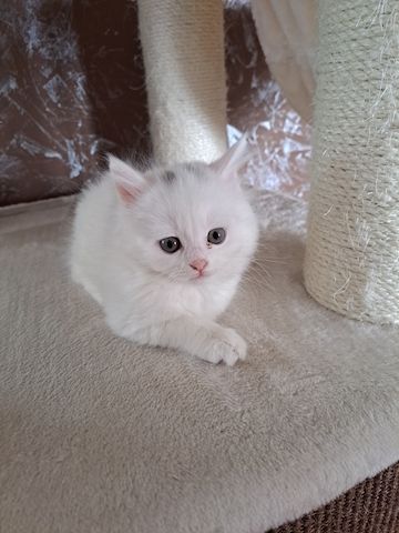 Türkish Angora - British Langhaar Kitten (weiblich)