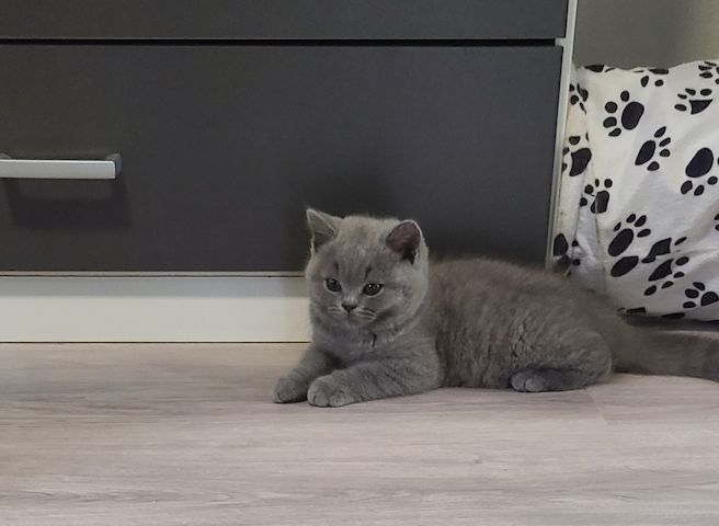 Wunderschöne BKH Kitten suchen neuen Wirkungskreis :)