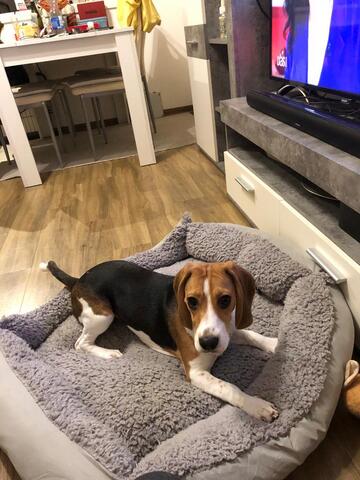 Beagle 7 Monate Alt