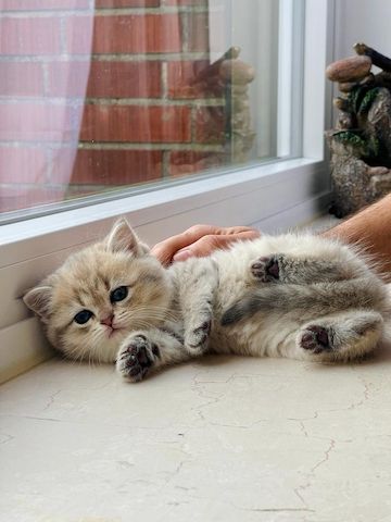 Niedliche BLH-Katzenbabys suchen liebevolles Zuhause!