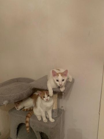 Drei Kätzchen 4 Monate alt