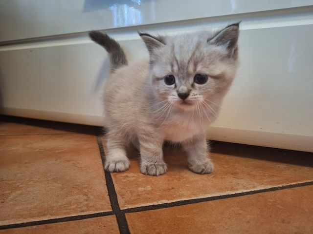 BKH/BKL Kitten