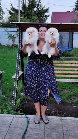 Erstaunliche kleine Pomeranian-Welpen!