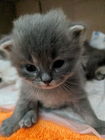 Hl. Birma-Angora Kitten