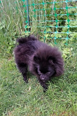 Pomeranian-Chihuahua Mix Mädchen 6 Monate (Pomchi)
