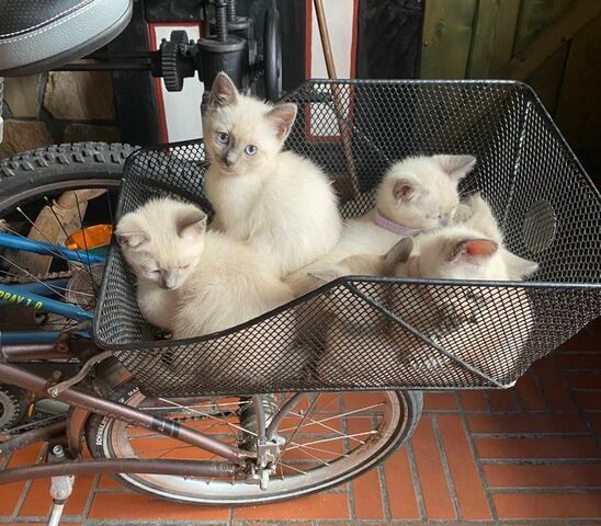Siam Kitten reinrassig geimpft entwurmt