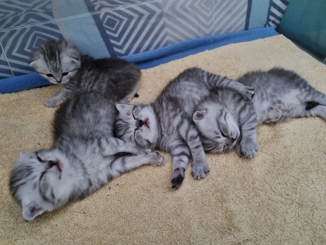Kitten suchen ein neues zu Hause