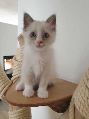 Heilige Birma Ragdoll Kätzchen Kitten