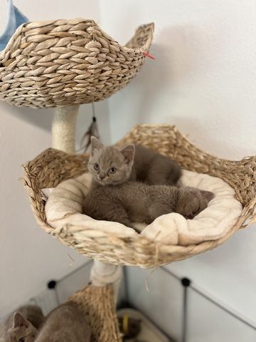 Wunderschöne BKH-Kitten mit Stammbaum abzugeben