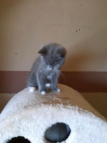 Süße BKH/ Maincoon Kitten suchen Dosenöffner