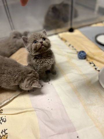 Wunderschöne BKH-Kitten mit Stammbaum abzugeben