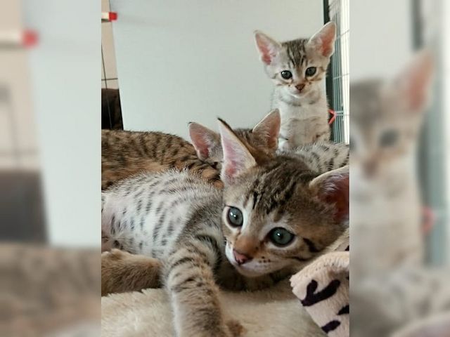 Bengal Kitten sucht neues zu Hause