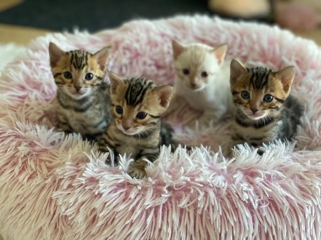 Wunderschöne reinrassige Bengal Kitten