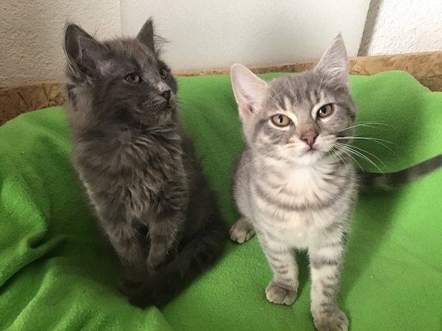 Kitten/Katzebaby/Katzen