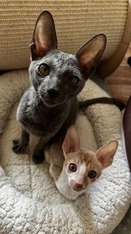 Cornish Rex vom hohen Fläming