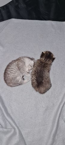 Zwei wunderschöne reinrassige Tabby BKH Kitten! A-WURF!