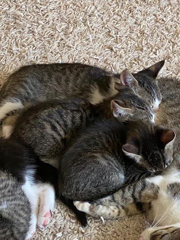 3 niedliche Katzenbabies suchen ein zu Hause