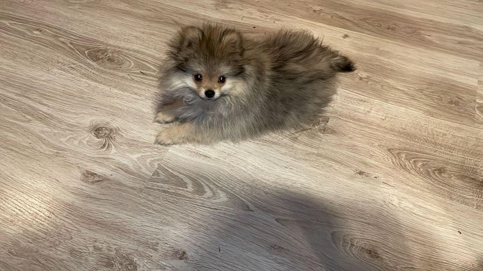 Pomeranian Welpe 16 Wochen