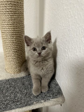 Bkh Blh kitten abgabebereit
