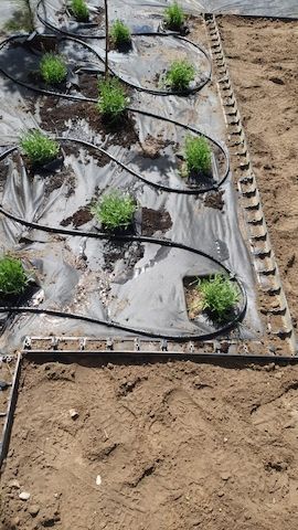 Automatische Gartenbewässerung in Cottbus