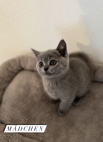 BKH Britisch Kurzhaar Kitten