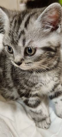 BKH Kitten Katze Baby