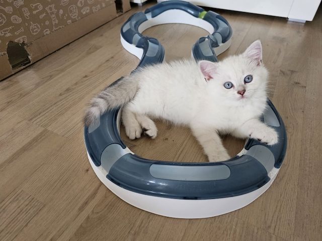 BKH kitten mit schönen blauen Augen ❤️  Abgabebereit