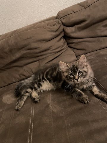16 Wochen alte Maine Coon Kitten