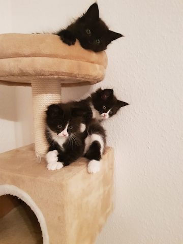 Maine Coon Kitten Babykater