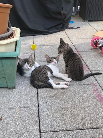3 niedliche Katzenbabies suchen ein zu Hause