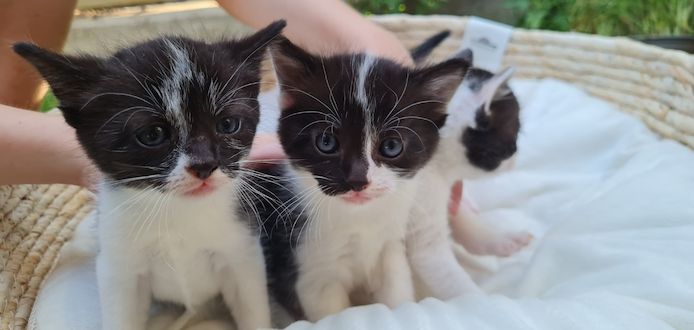 4 kitten katzenbaby