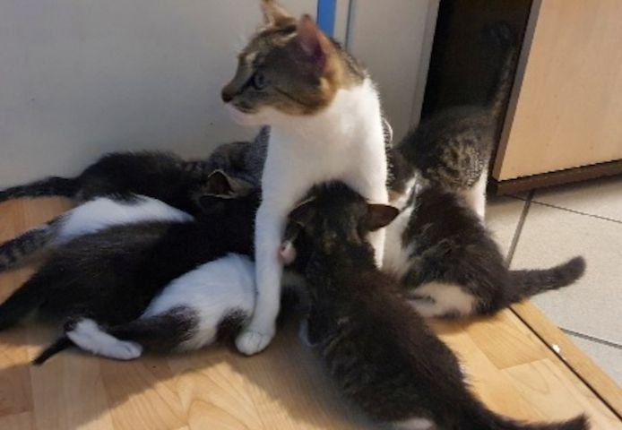 Katzenbaby kitten katze kater