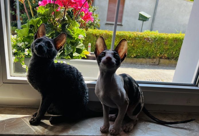 Cornish Rex vom hohen Fläming