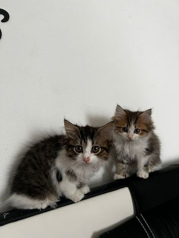Süße Katzen Babys suchen  ein zu Hause