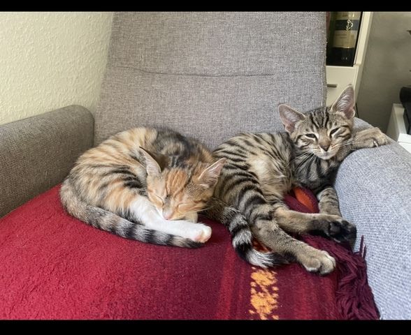 Wunderschöne und verschmuste Bengal-Kitten