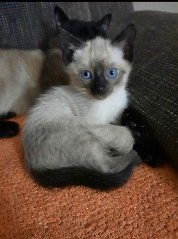 Wunderschöne reinrassige Siam Kitten