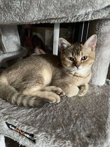 BKH Kitten suchen neues Zuhause