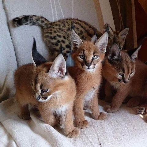 Karakal- und Savannah-Kätzchen verfügbar