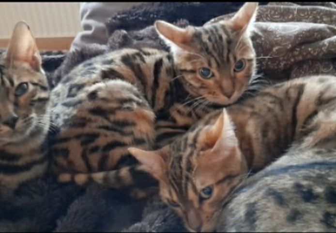 Bengal-Kitten suchen neues Zuhause 