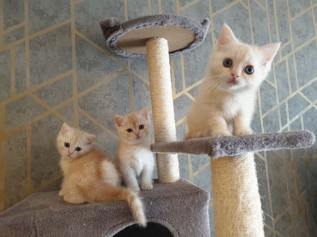 BKH Kitten noch 2 Mädchen verfügbar