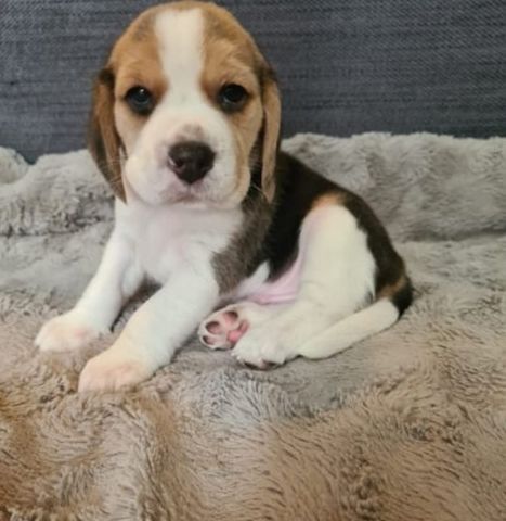 Beagle Welpen und Hunde zu verkaufen