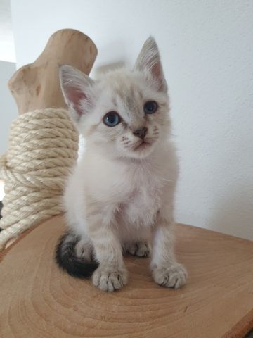 Heilige Birma Ragdoll Kätzchen Kitten